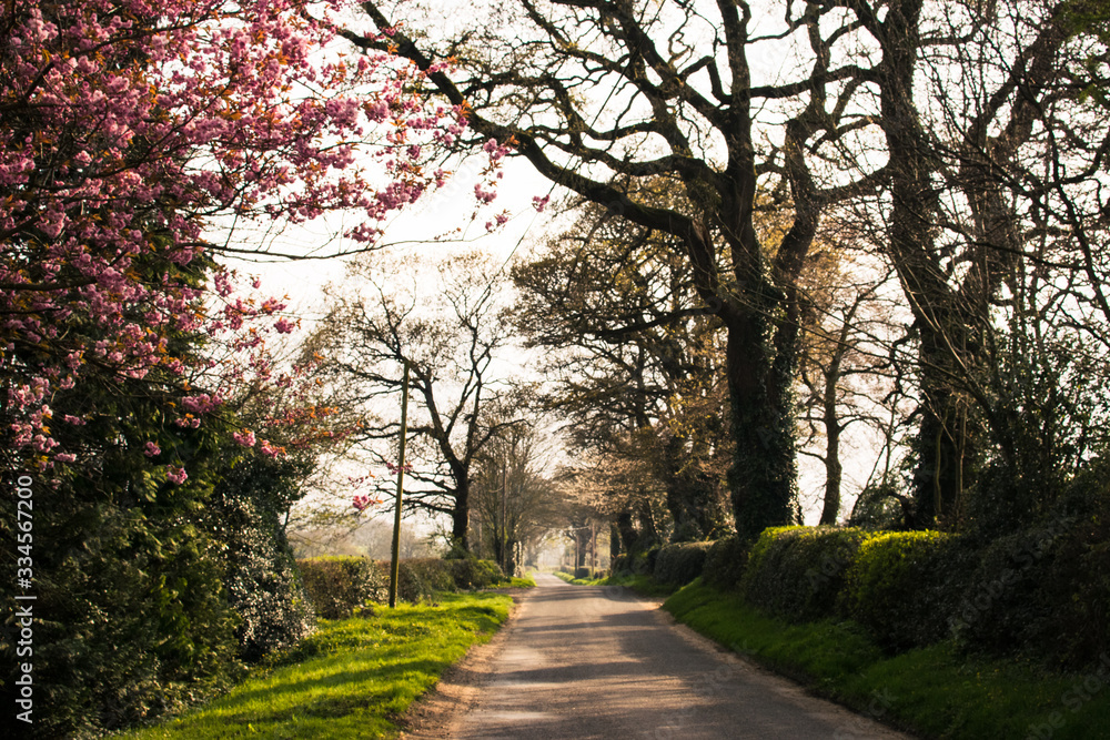 Carretera rodeada de árboles en flor en una tarde de primavera