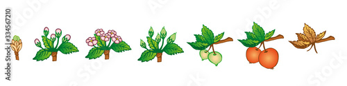Apple stages of growth illustration
