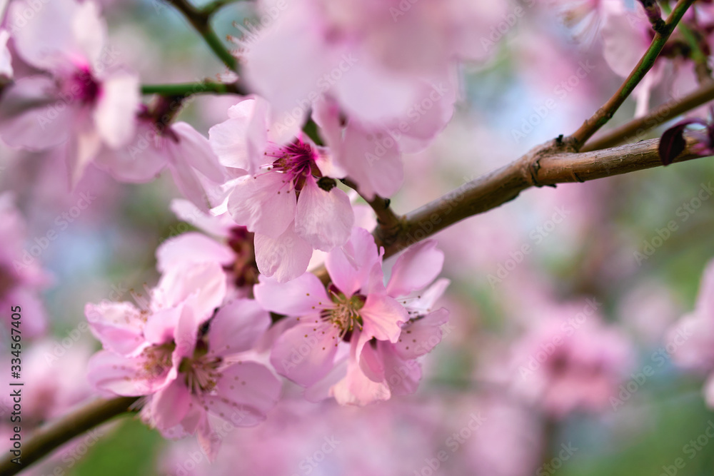 beautiful spring landscape - blooming trees, bright pink and white flowers as background beautiful spring landscape - blooming trees, bright pink and white flowers as background