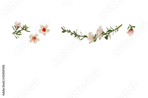 closeup of white manuka tree flowers in bloom on white background with copy space below