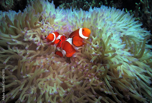 False clownfish anemonefish in anemone Cebu Philippines