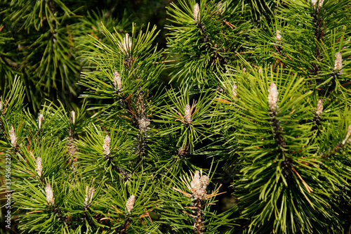 Pinus mugo  flowering and young shoots  European elm pine