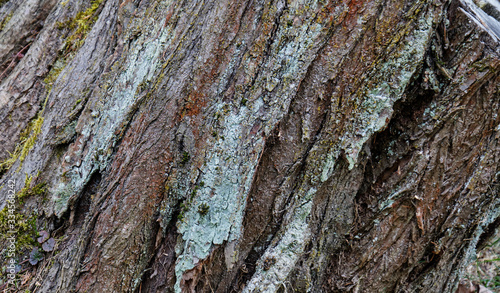 Photos old ash tree bark, close-up, texture, daylight
