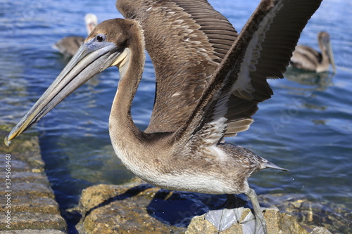 Pelican in Cabo San Lucas © T.Terziev