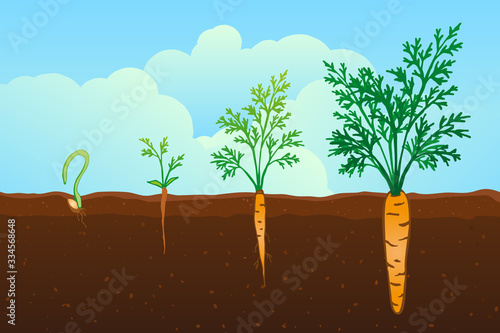 Carrot growing in the field. Stages of development.