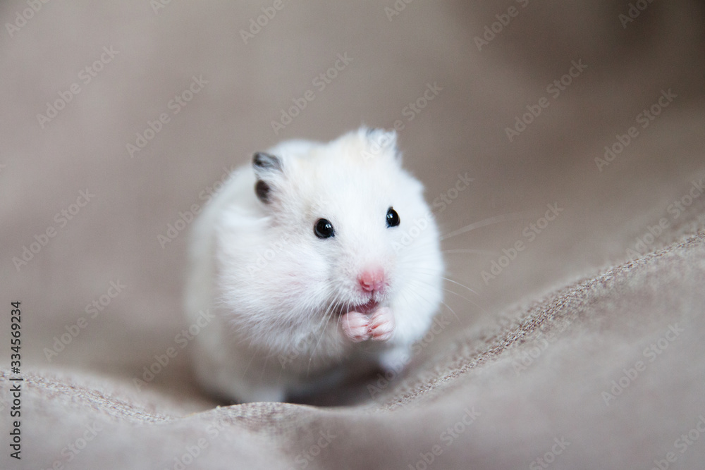 White hamster with pink paws and black eyes White hamster with pink paws and black eyes