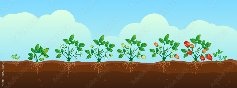 Fototapeta Strawberry growing in the field. Stages of development.