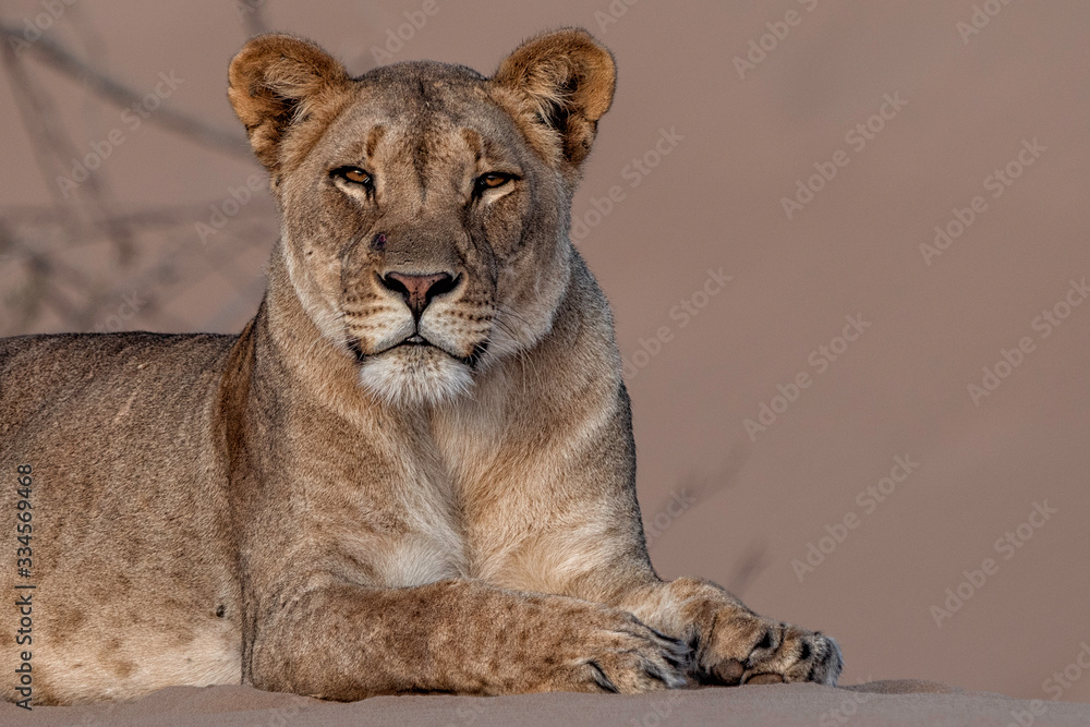 Obraz premium Desert-adapted Lion in Hoanib River, Namibia