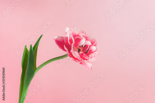 Beautiful tulip flower on pink background, copyspace