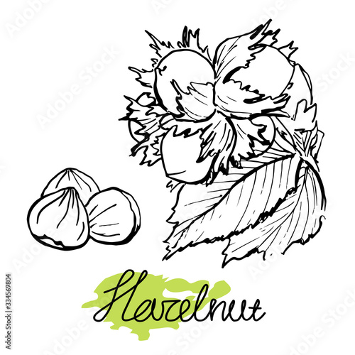 Hazelnut branch and green blot with handwritten text, hand drawn sketch. Black and white graphic isolated illustration