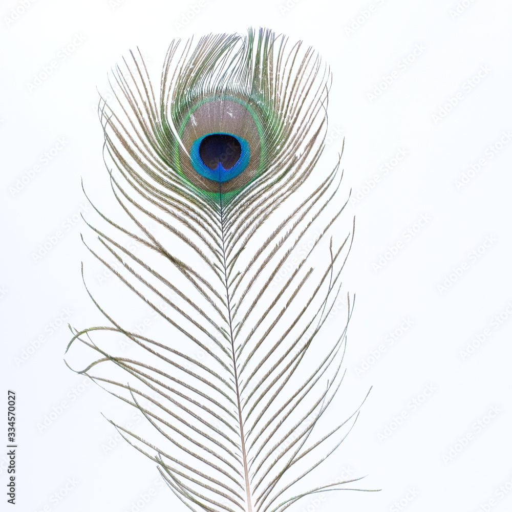 Fototapeta premium single peacock feather with white background 