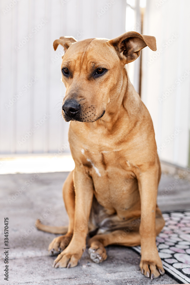 Portrait of Pitbull mix dog sitting near the house, friendly puppy