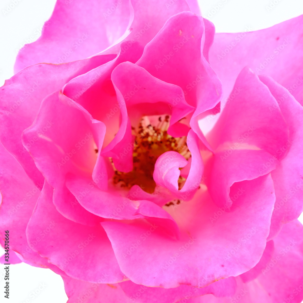 Pink rose isolated on white background. Deep focus. Pink rose isolated on white background. Deep focus.