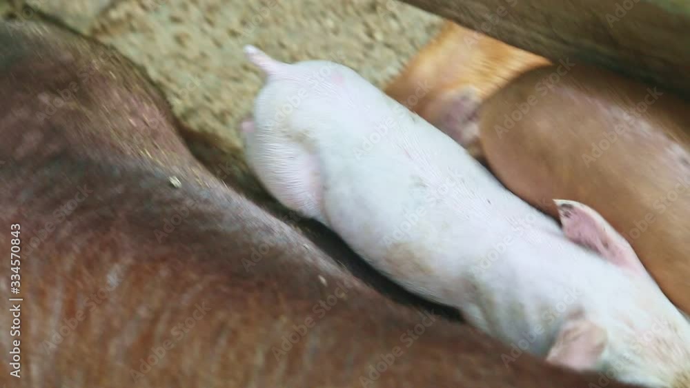top view closeup one little pink piglet looks at camera standing on brown piggies top view closeup one little pink piglet looks at camera standing on brown piggies