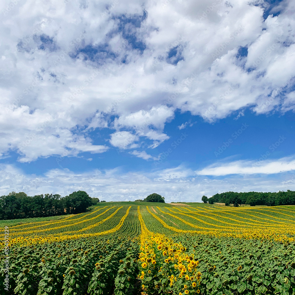Field of sunflowers in the French countryside