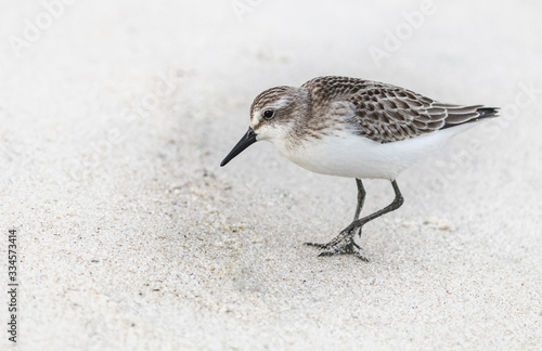 A sandpiper searches for food on a white sand beach photo