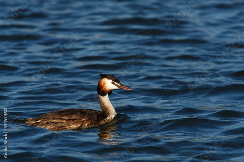 Beautiful duck on a lake
