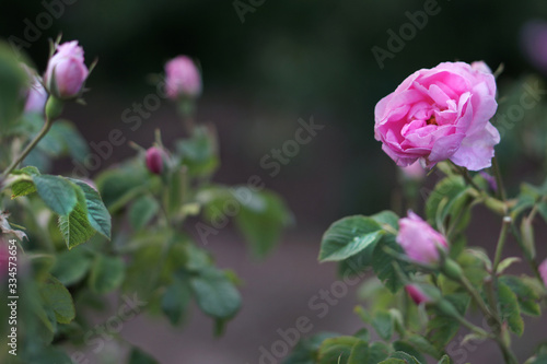 Wallpaper Mural Beautiful Bulgarian Damask Roses in the Valley of Roses in Bulgaria Torontodigital.ca