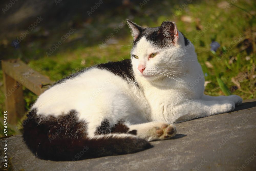 White and black cat lying on stone on sunny day