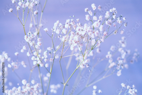 Small white flowers on a blue background (gypsophila flowers. Baby breath flowers)