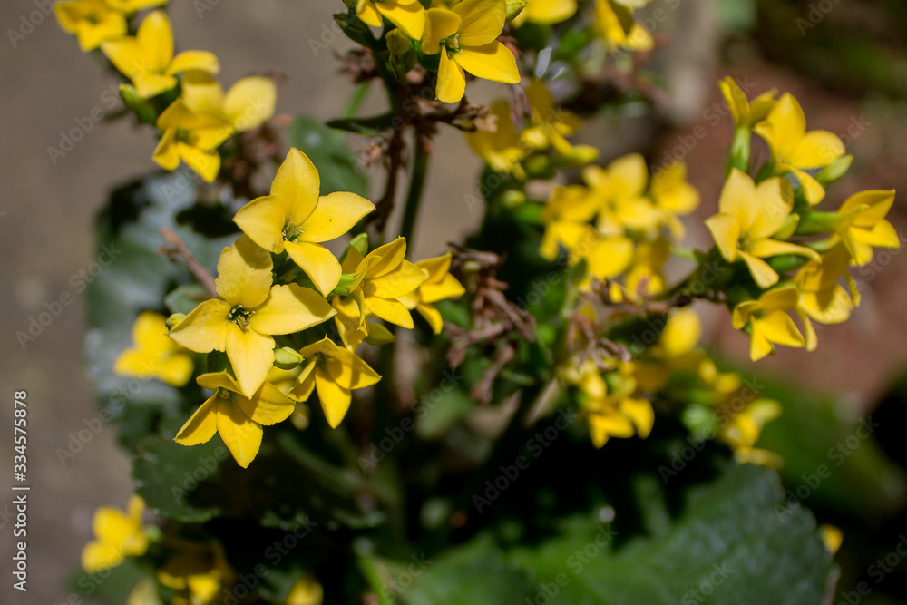 FLOWER FLOWER