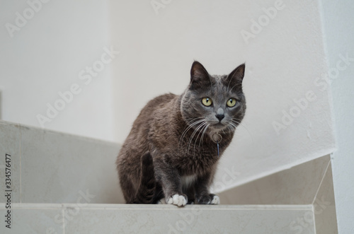 Sitting gray cat on the steps