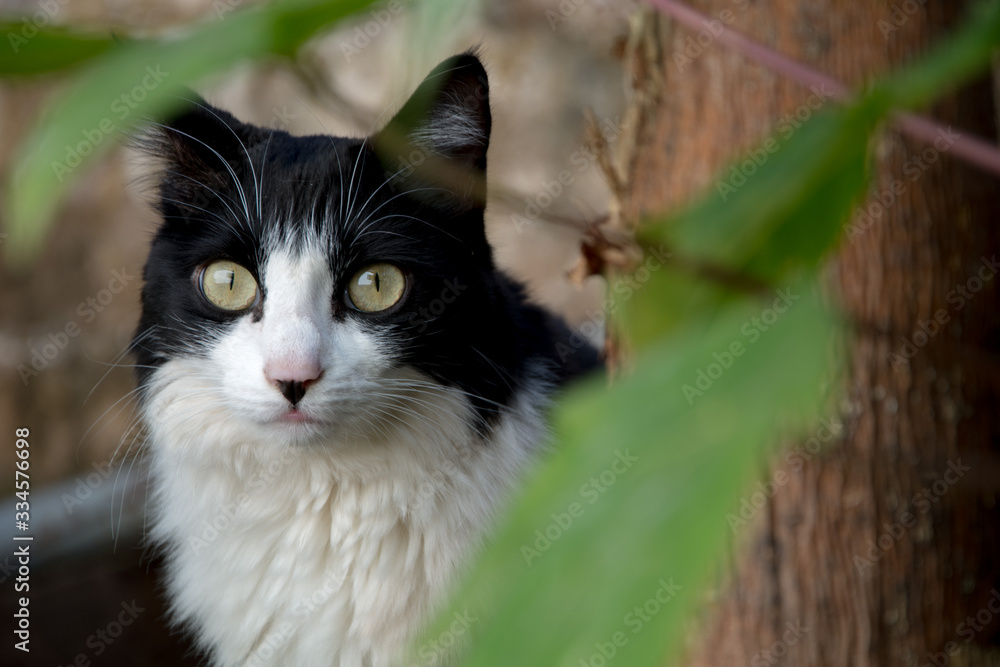 Cat looking at the camera