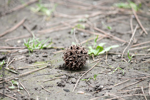  brown balls fruit spiky ambergris macro