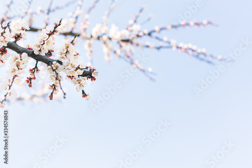 Blossoming branch of apricot tree on a blue sky background.