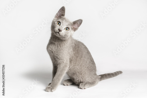Russian blue cat on colored backgrounds