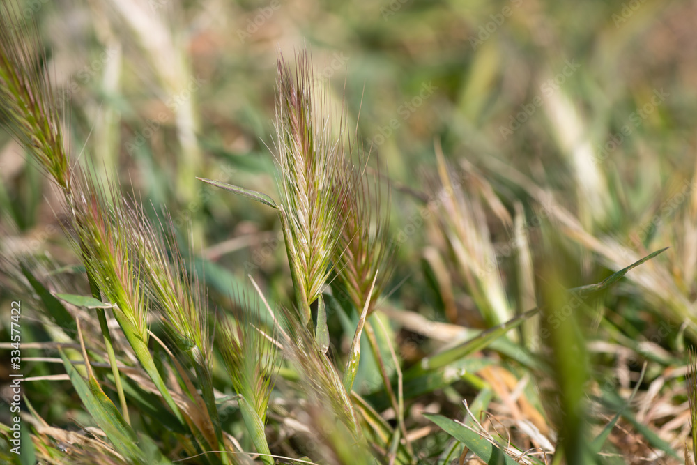 Hordeum murinum - hated by dog owners as they can dangerously penetrate the ears, nose and paws often necessitating veterinary intervention Hordeum murinum - hated by dog owners as they can dangerously penetrate the ears, nose and paws often necessitating veterinary intervention