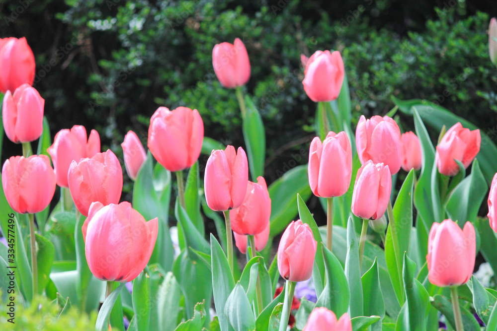  pink tulips bloom grow in the park