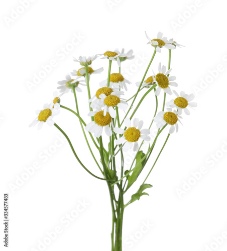 Fototapeta Naklejka Na Ścianę i Meble -  Bunch of beautiful chamomile flowers on white background