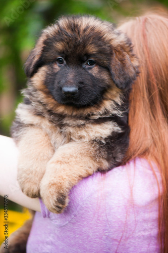 portrait of a dog