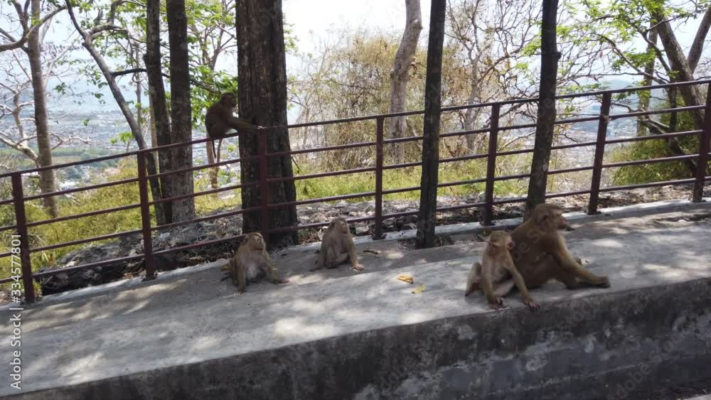 Mountain of monkeys in Phuket, family of monkeys lives on mountain in Thailand Mountain of monkeys in Phuket, family of monkeys lives on mountain in Thailand