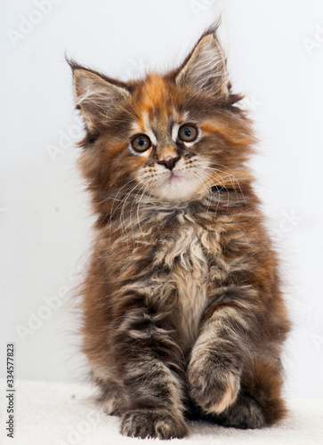 Maine coon kitten on white bacground