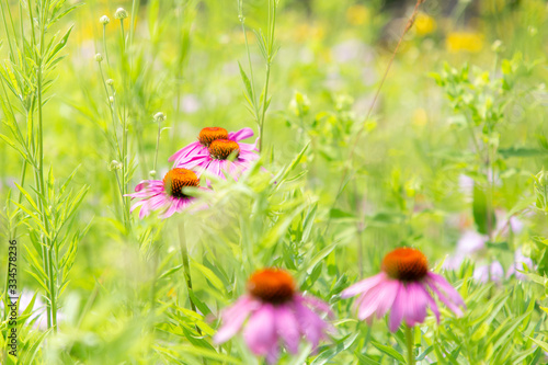Abstract summer meadow with purple coneflower