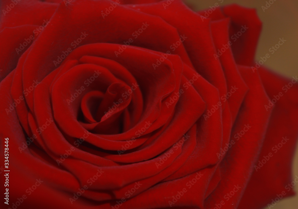 Fototapeta premium Valentine day background. rose flower décor close up. 