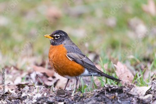 American robin on a ground stock photo