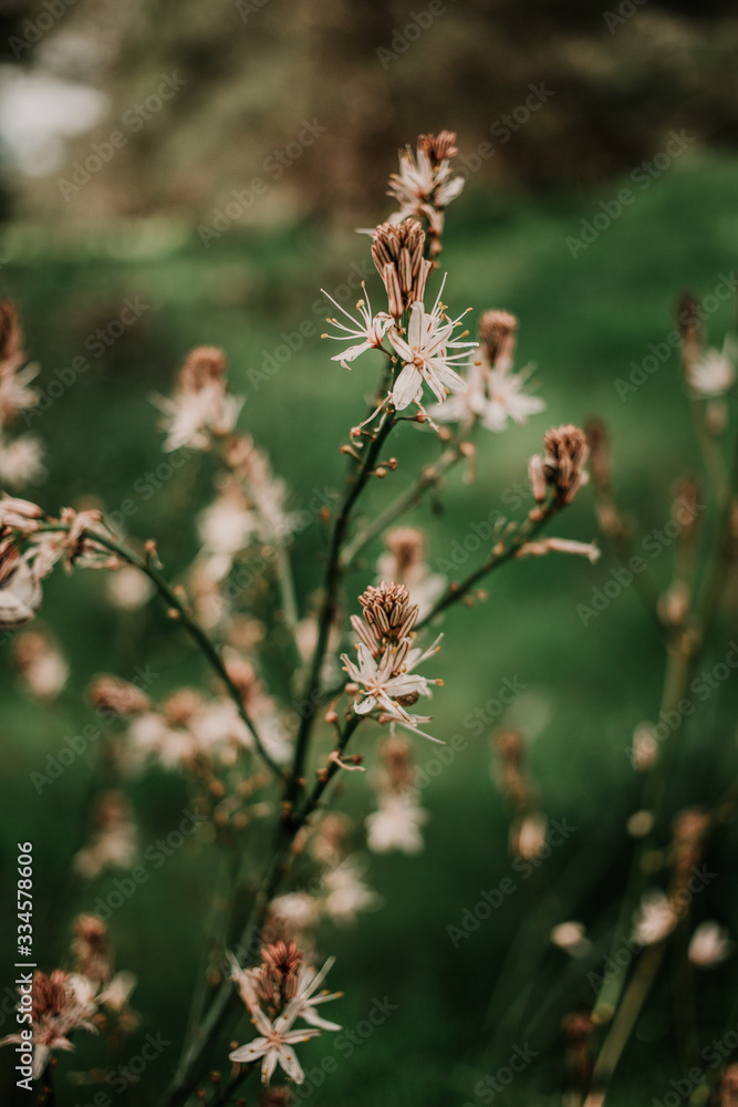 wildflowers in the field wildflowers in the field
