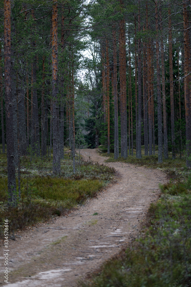 Fototapeta premium krajobraz lasu sosnowego. tło z chodnik i kufry