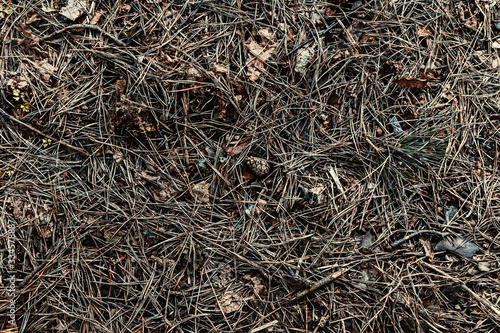 Abstract natural background. Dry twigs, leaves, pine needles and cones. Soft focus.