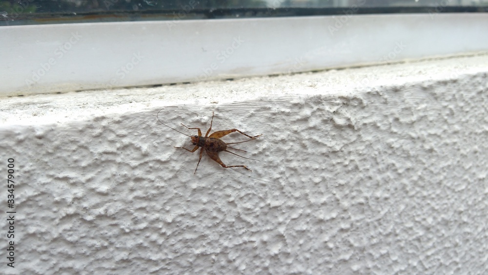 Obraz premium Cricket on the white wall