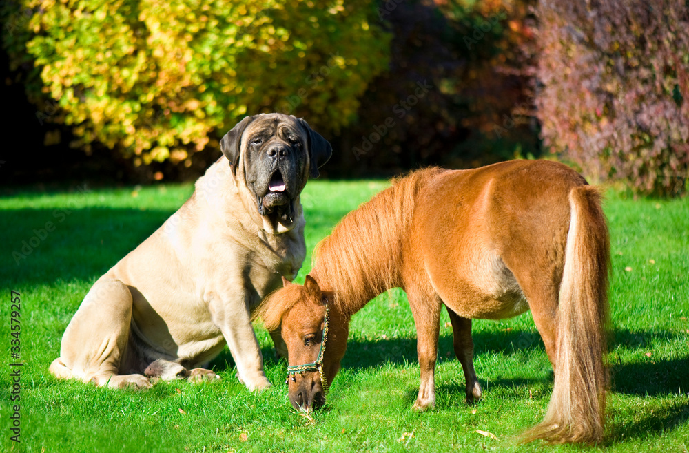 Big dog and small horse 