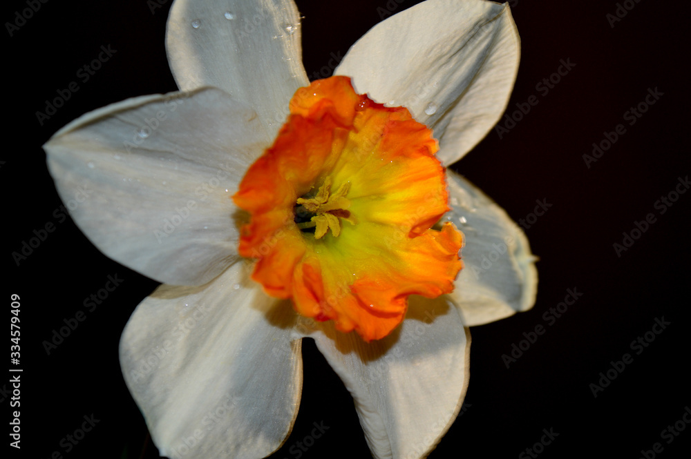Fototapeta premium Daffodil white with an orange center blooms perfectly.