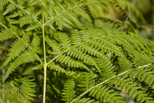 leaf of fern background