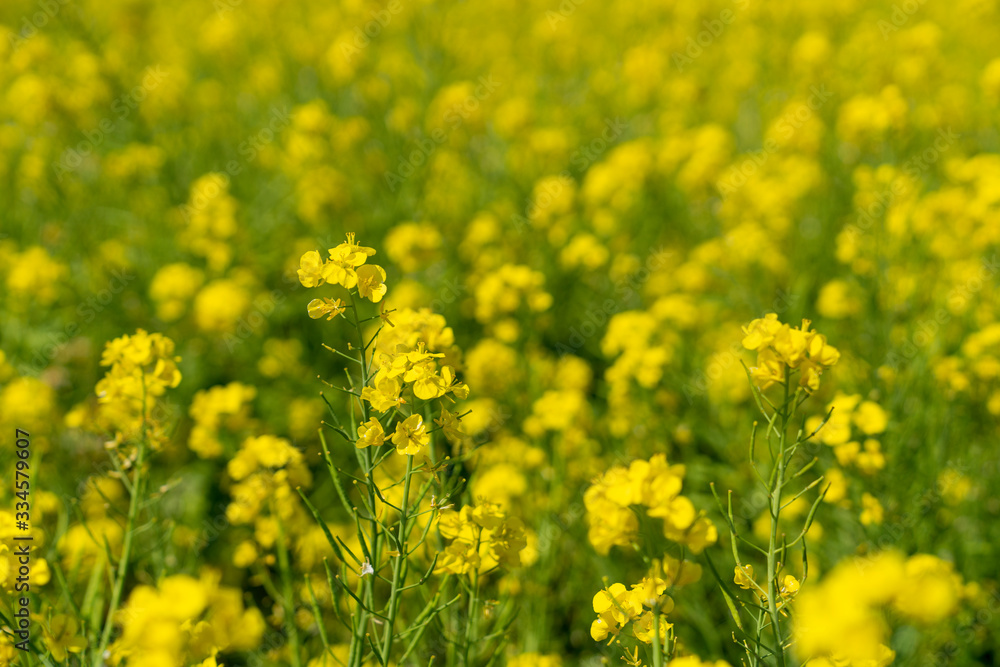 [福岡県]原鶴の菜の花畑