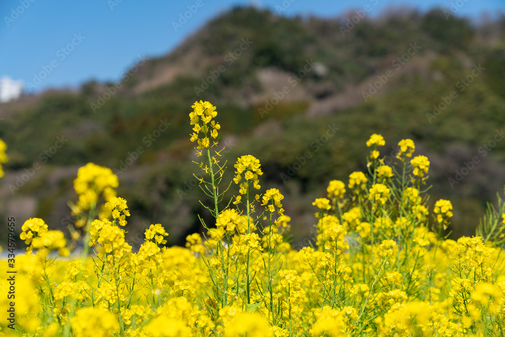 Fototapeta premium [福岡県]原鶴の菜の花畑