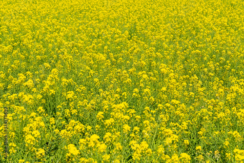 [福岡県]原鶴の菜の花畑