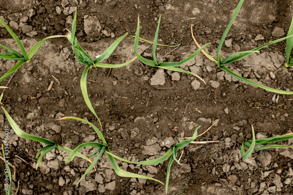 Growing garlic view from a top. Growing garlic view from a top.
